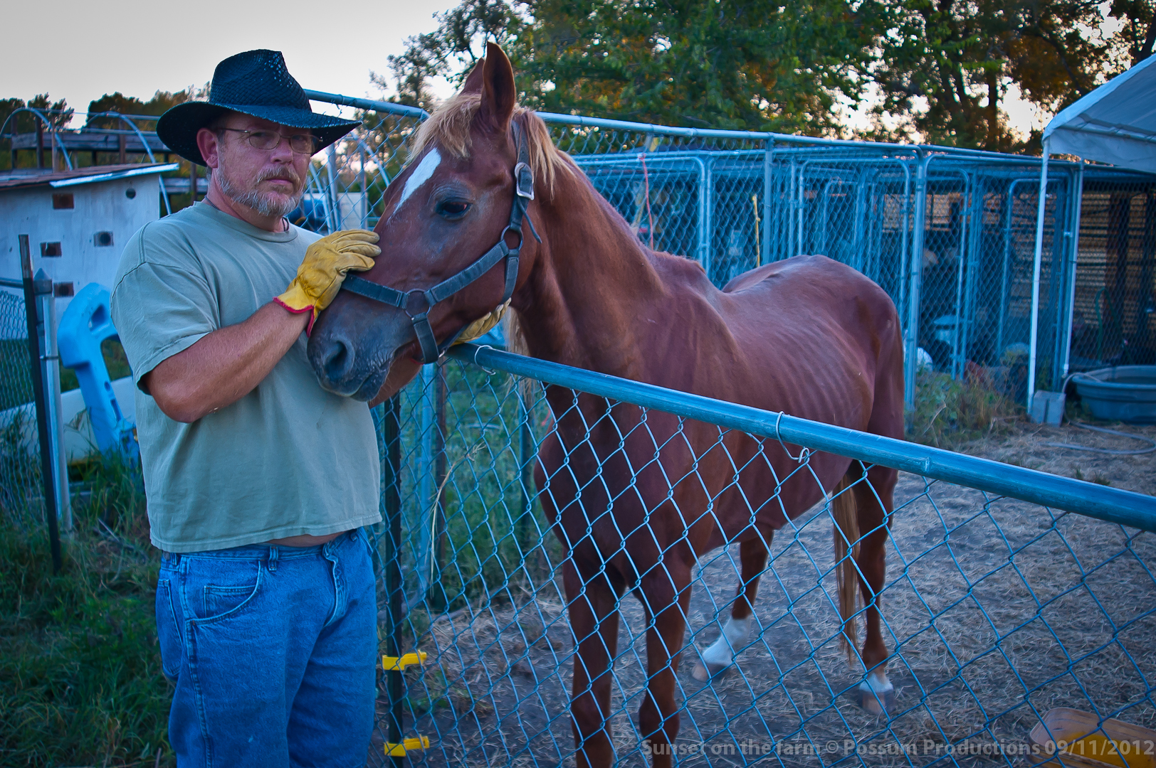 Clyde the wonder horse